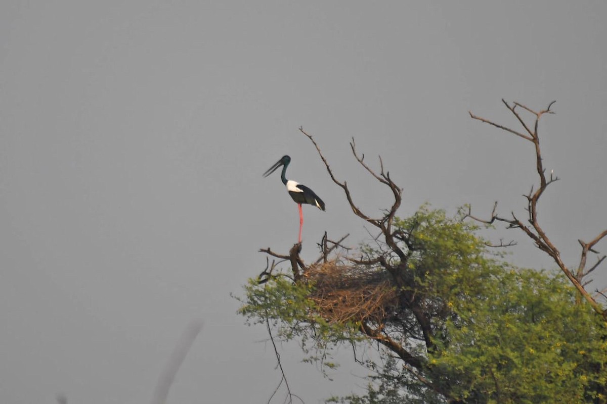 Black-necked Stork - ML270795651