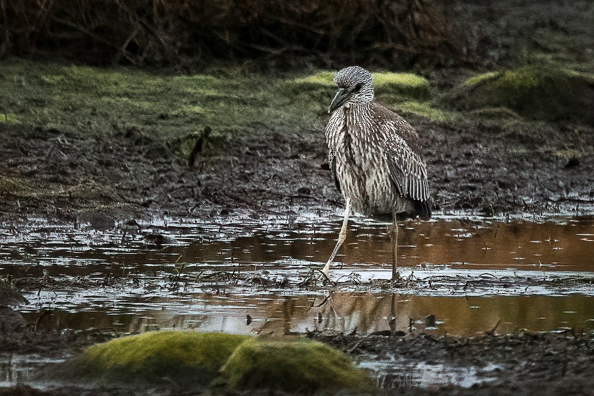 Yellow-crowned Night Heron (Yellow-crowned) - ML270795721