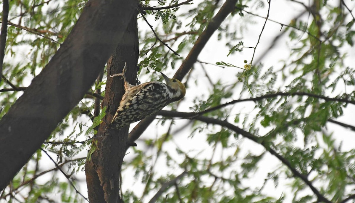 Yellow-crowned Woodpecker - ML270796301