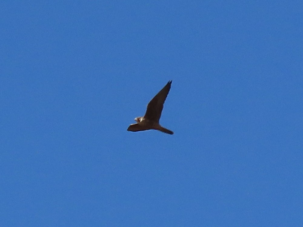 Peregrine Falcon - ML270797501