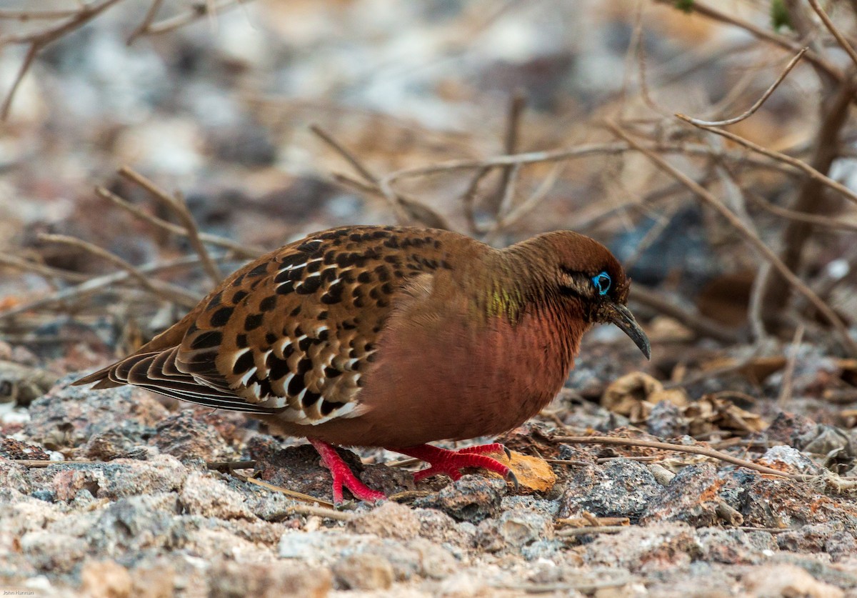 Galapagos Dove - ML270798991