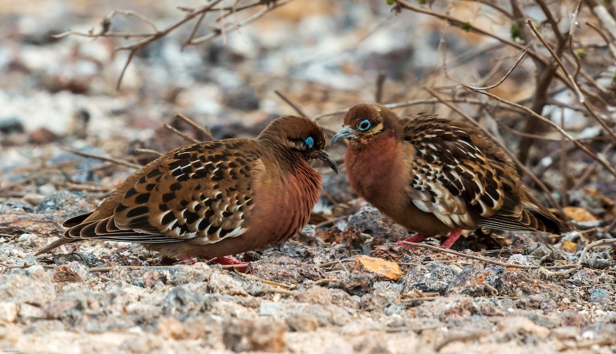 Galapagos Dove - ML270799001