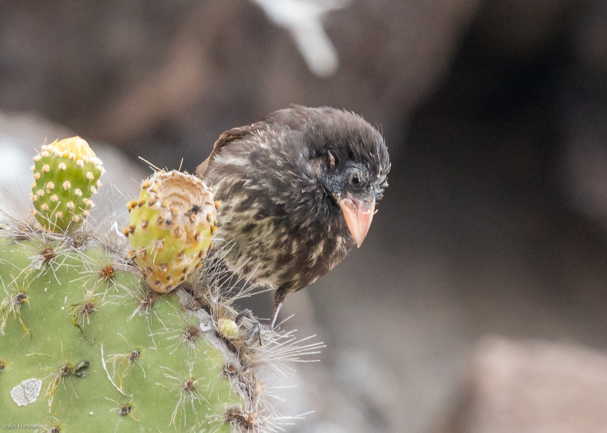 Genovesa Cactus-Finch - ML270800971