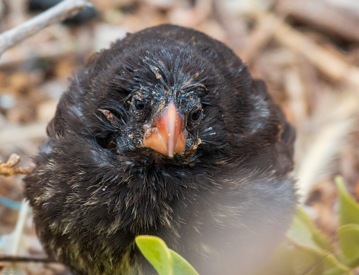 Genovesa Cactus-Finch - ML270801051