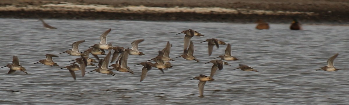 Long-billed Dowitcher - Arthur Beague