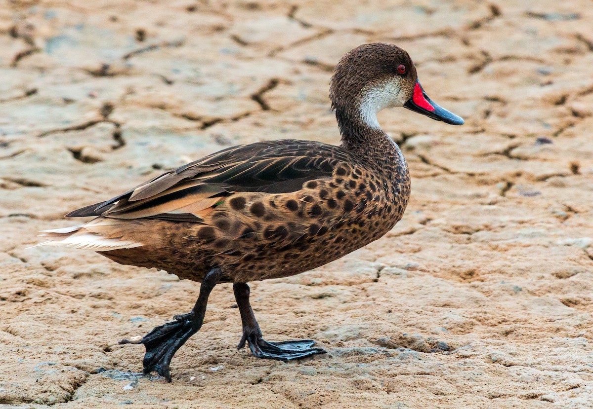 White-cheeked Pintail (Galapagos) - ML270804061