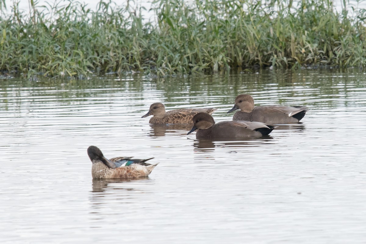 Gadwall - ML270805061