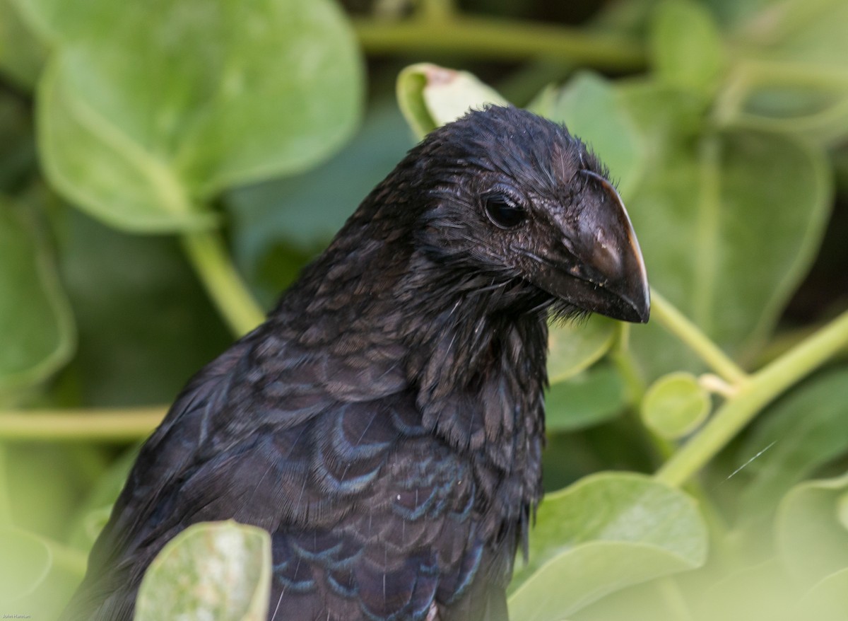 Smooth-billed Ani - ML270805541