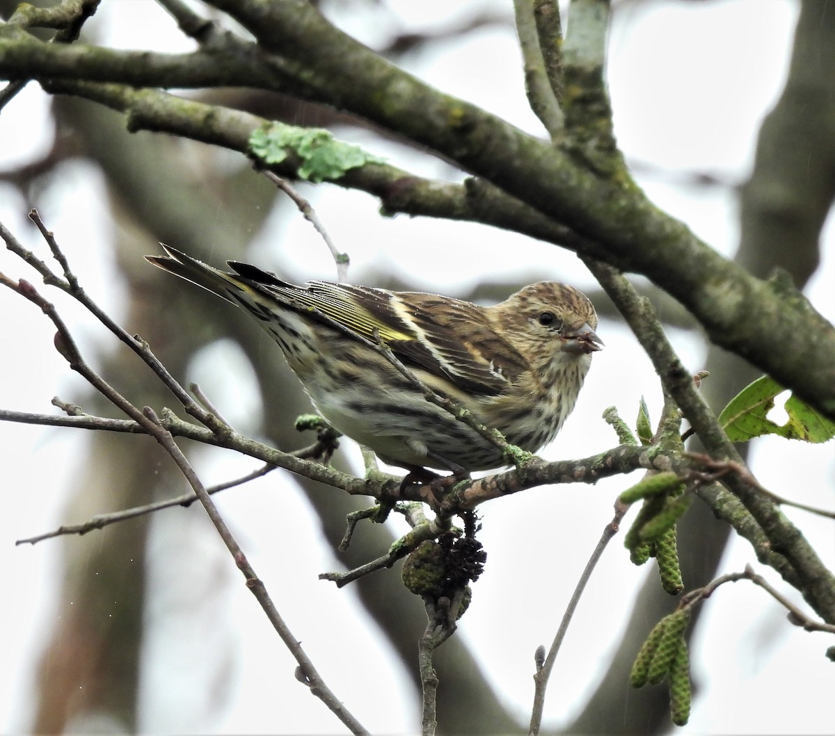 Pine Siskin - ML270806351