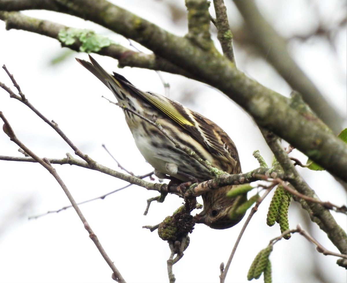 Pine Siskin - ML270806361
