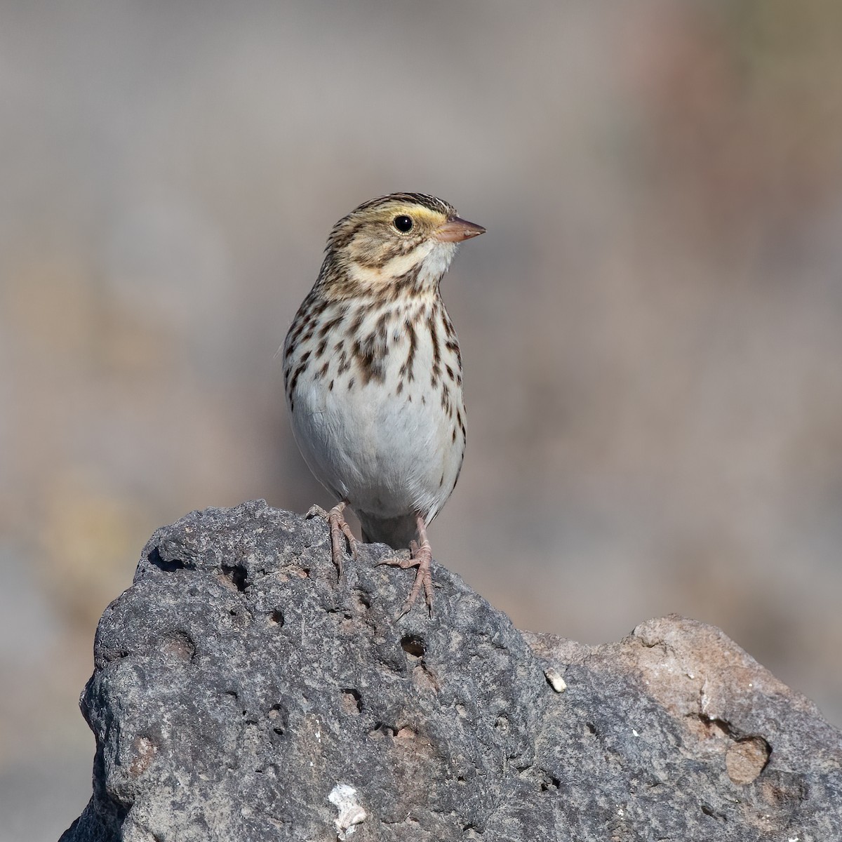 Savannah Sparrow - Ron Riley