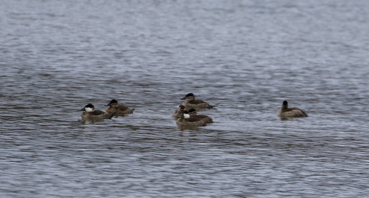 Ruddy Duck - ML270807471