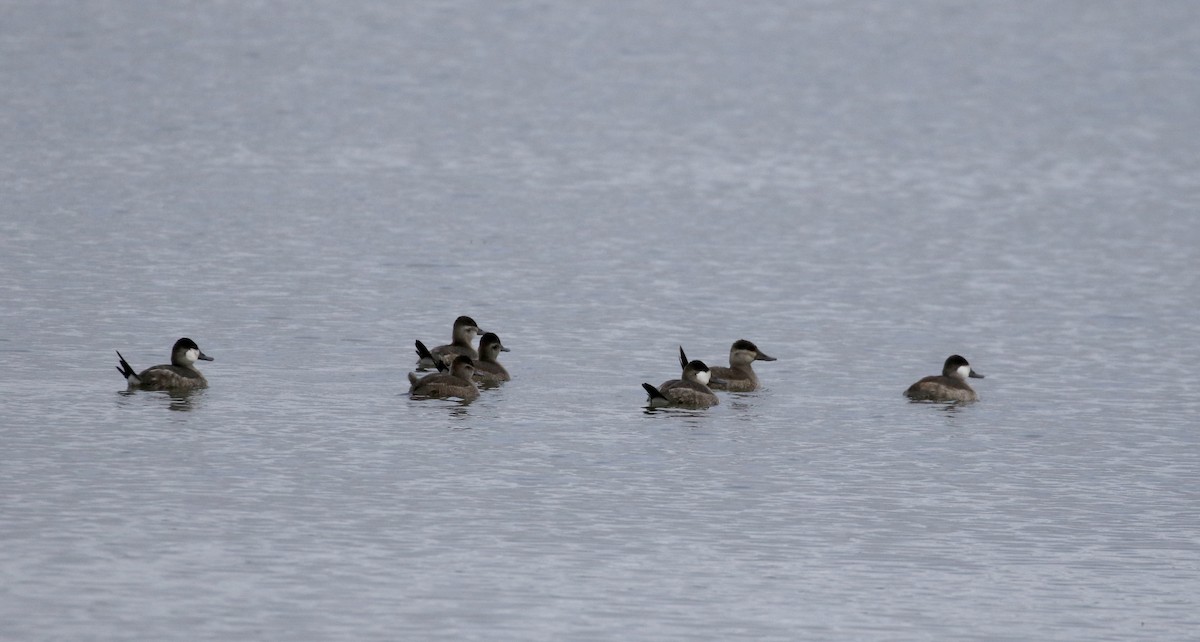 Ruddy Duck - ML270807531