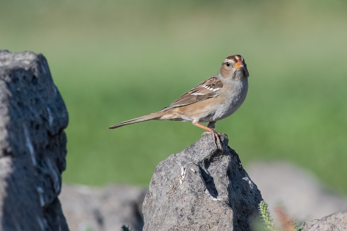 White-crowned Sparrow - ML270808951