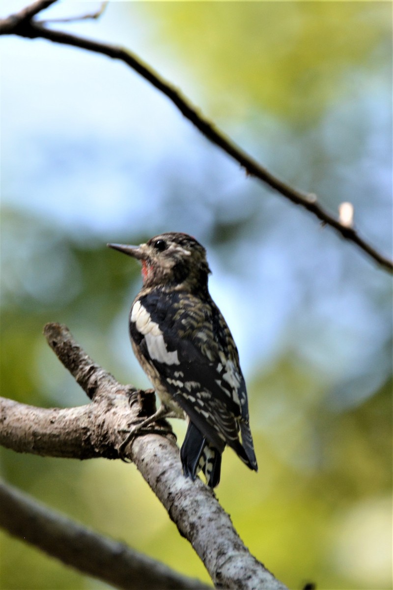Yellow-bellied Sapsucker - ML270811001