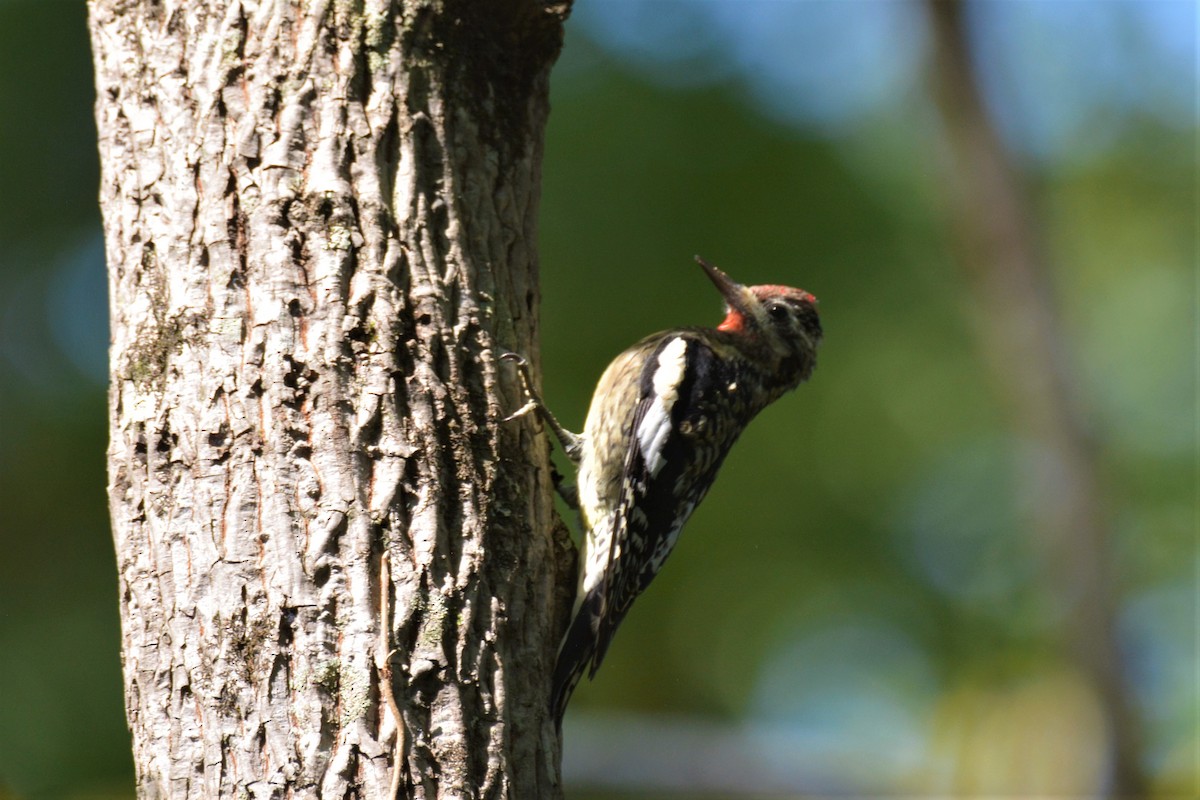 Yellow-bellied Sapsucker - ML270811031
