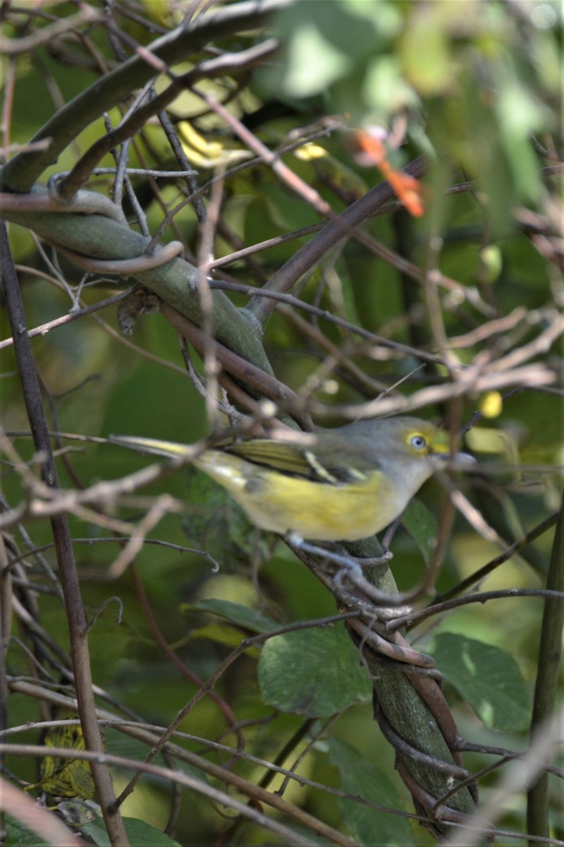 White-eyed Vireo - ML270811201