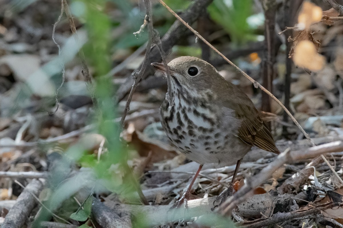 Hermit Thrush - Ron Riley