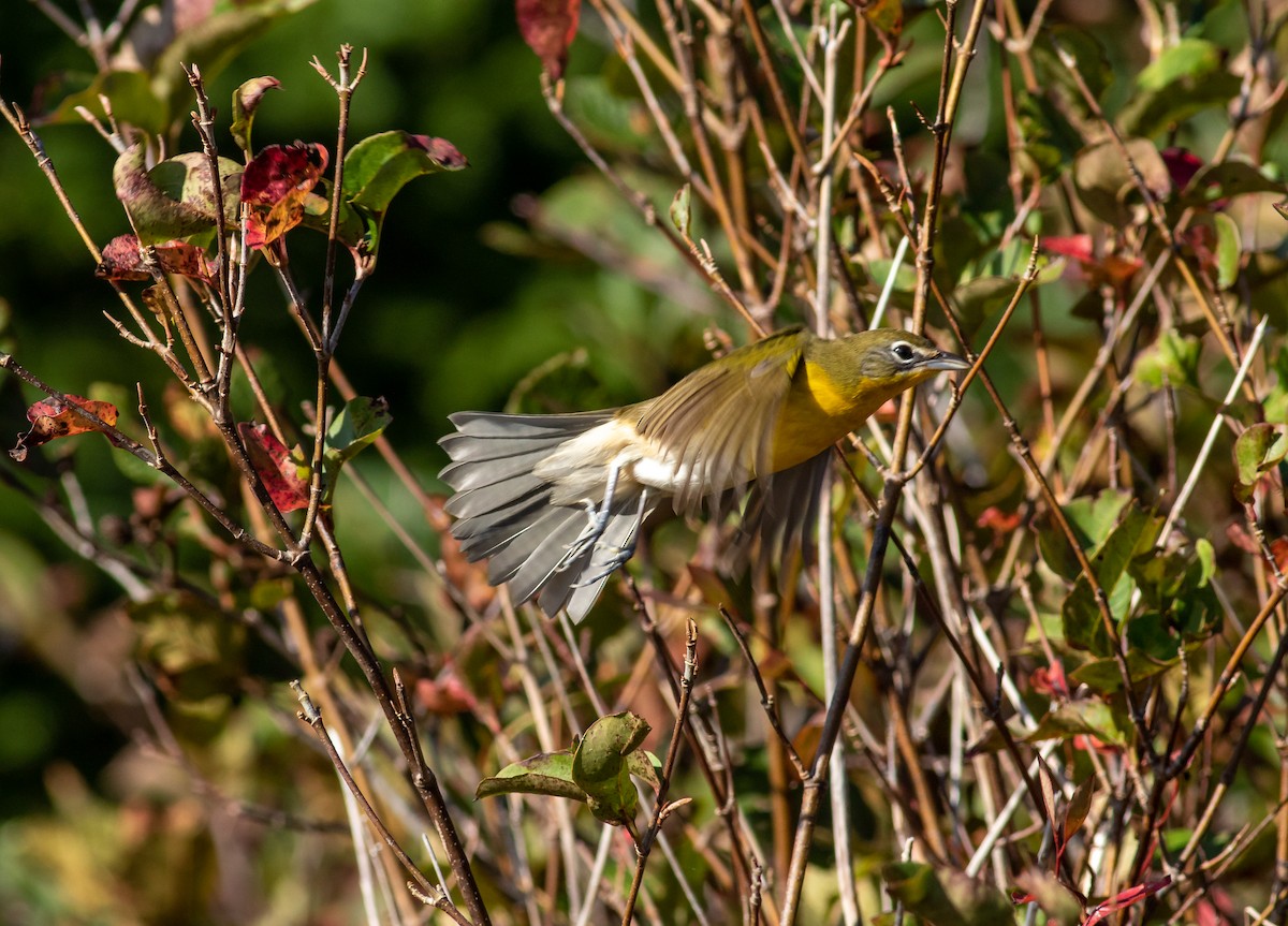 Yellow-breasted Chat - ML270814011