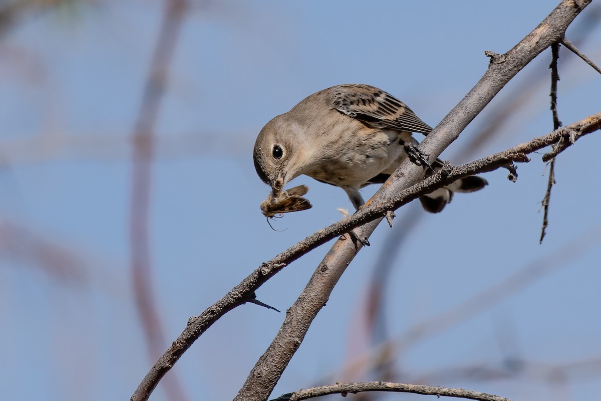 Yellow-rumped Warbler - ML270814061