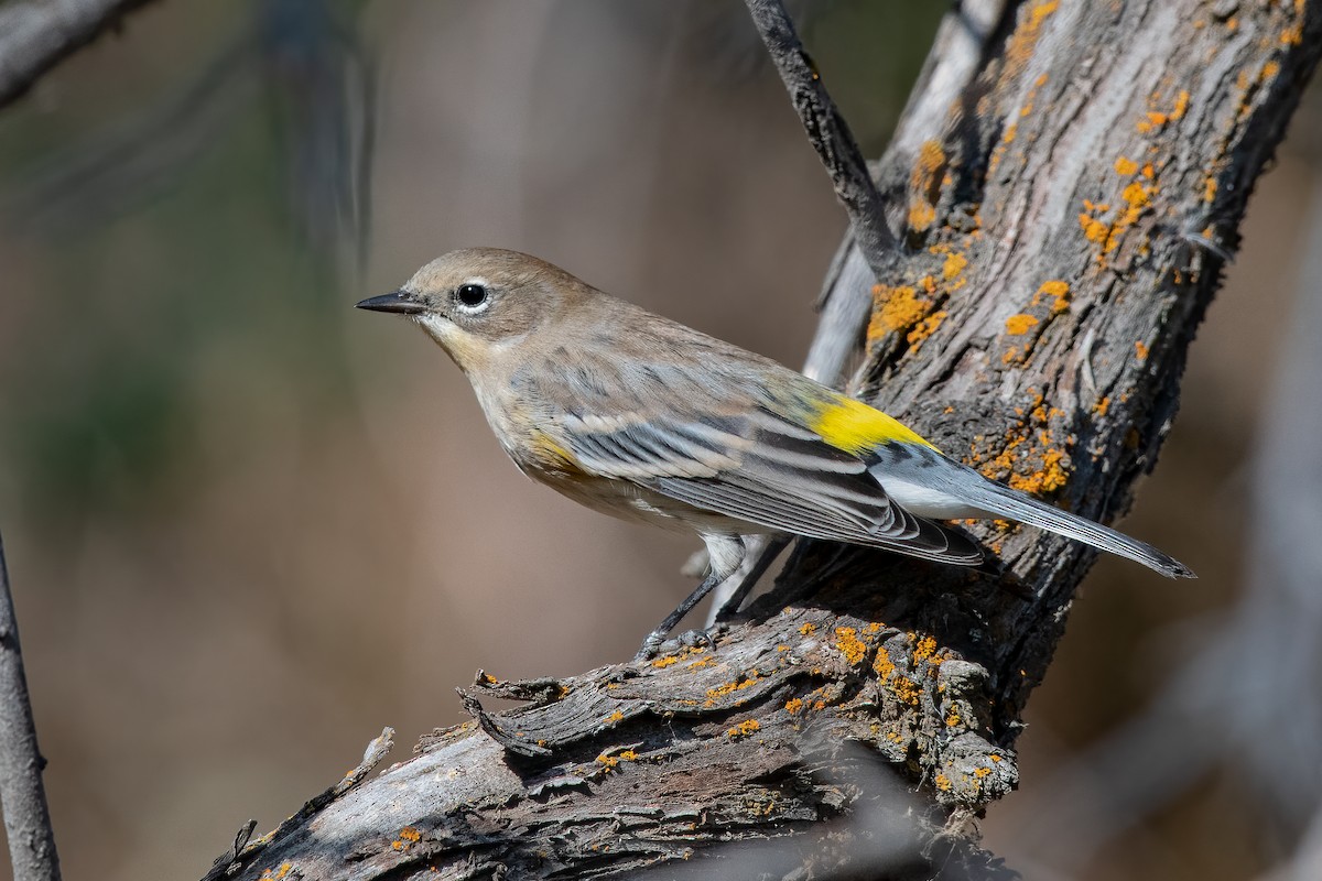 Yellow-rumped Warbler - Ron Riley