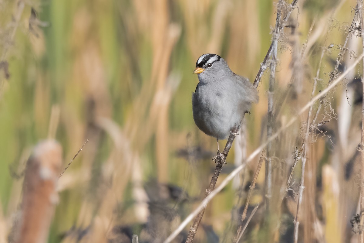 White-crowned Sparrow - Ron Riley