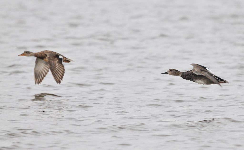 Gadwall - ML27081541