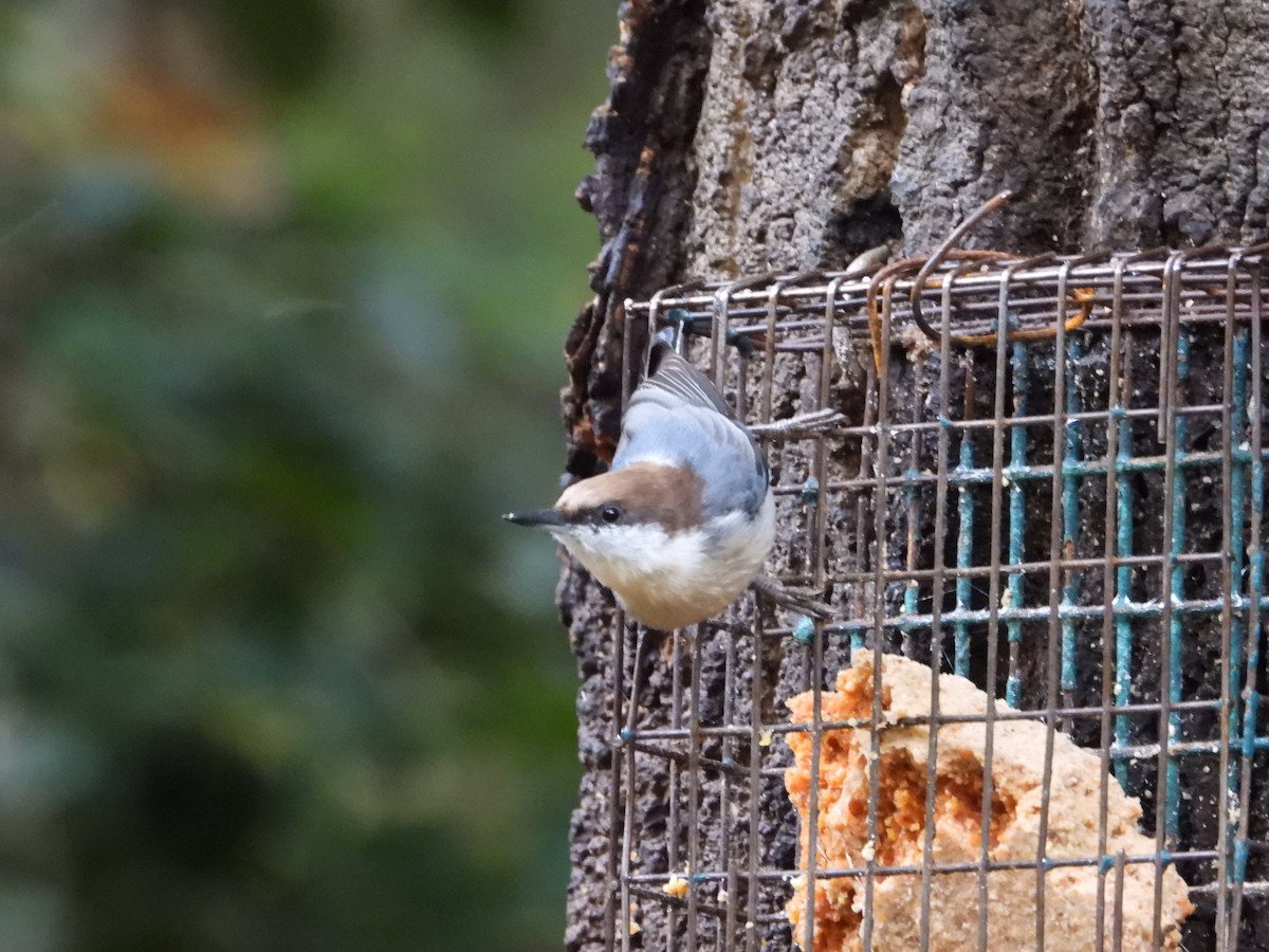 Brown-headed Nuthatch - ML270816031