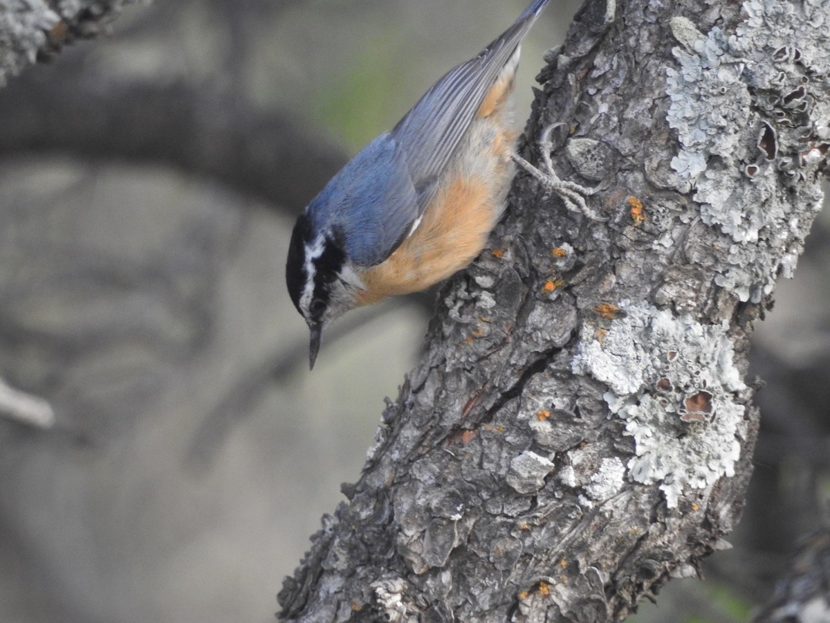 Red-breasted Nuthatch - ML270816781