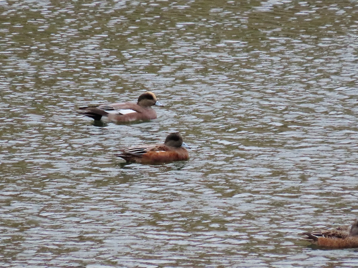 American Wigeon - Craig Johnson