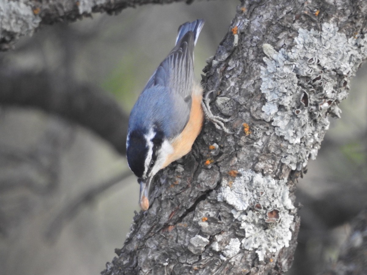 Red-breasted Nuthatch - ML270817101