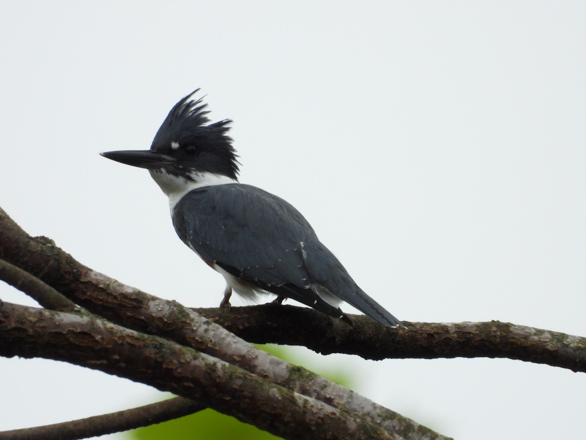 Belted Kingfisher - ML270818031