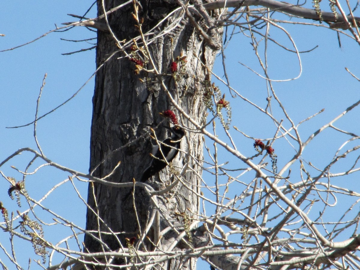 Hairy Woodpecker - ML27081961