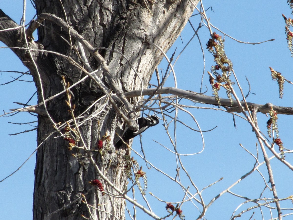 Hairy Woodpecker - ML27081981