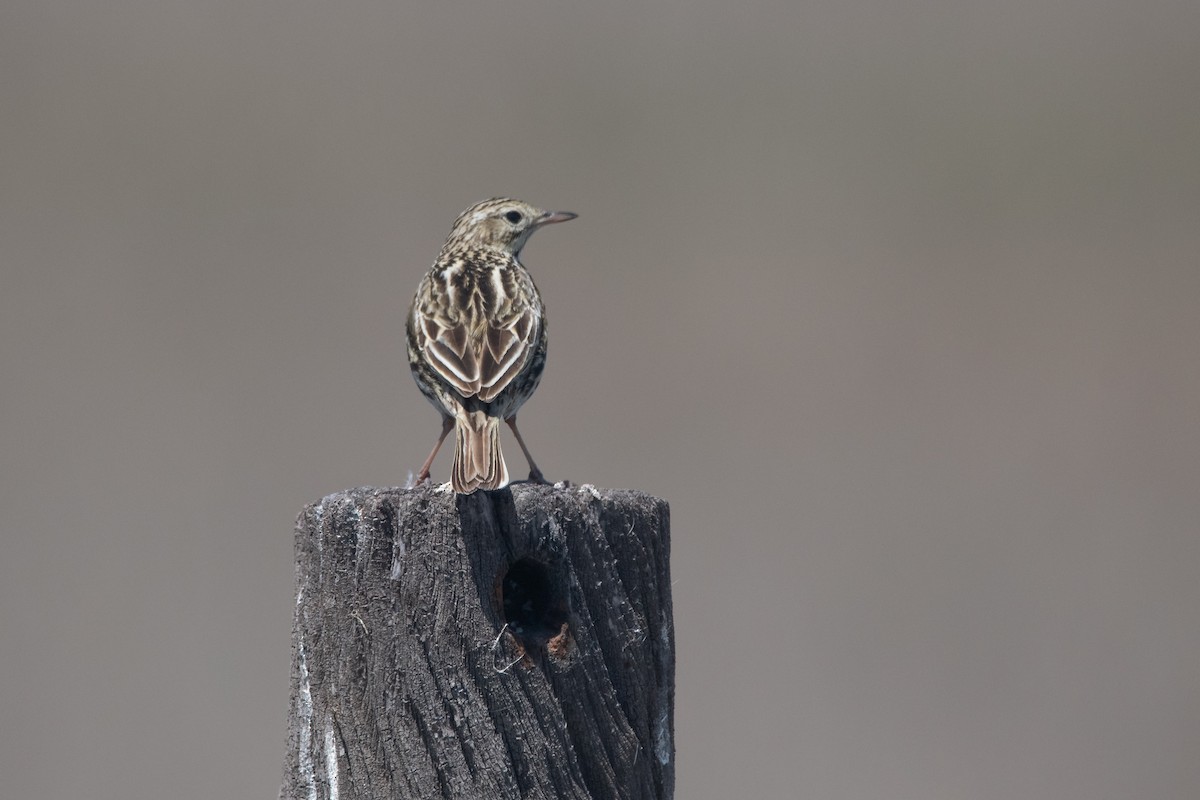 Correndera Pipit - ML270821401