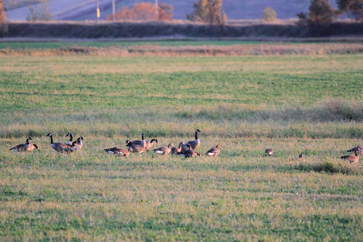 Greater White-fronted Goose - ML270821961