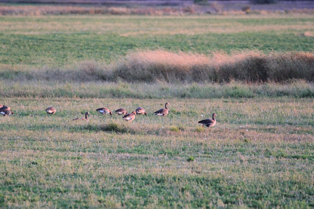 Greater White-fronted Goose - ML270822021