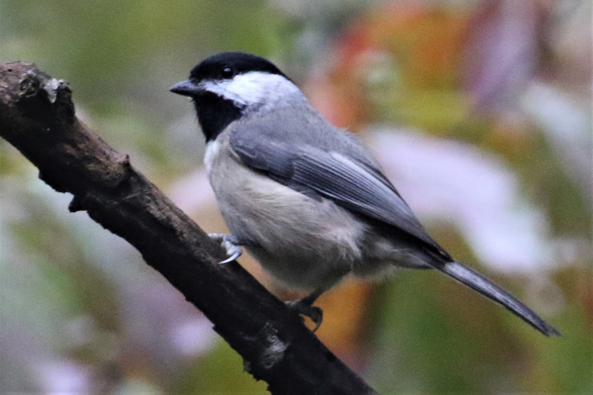 Carolina Chickadee - ML270822751