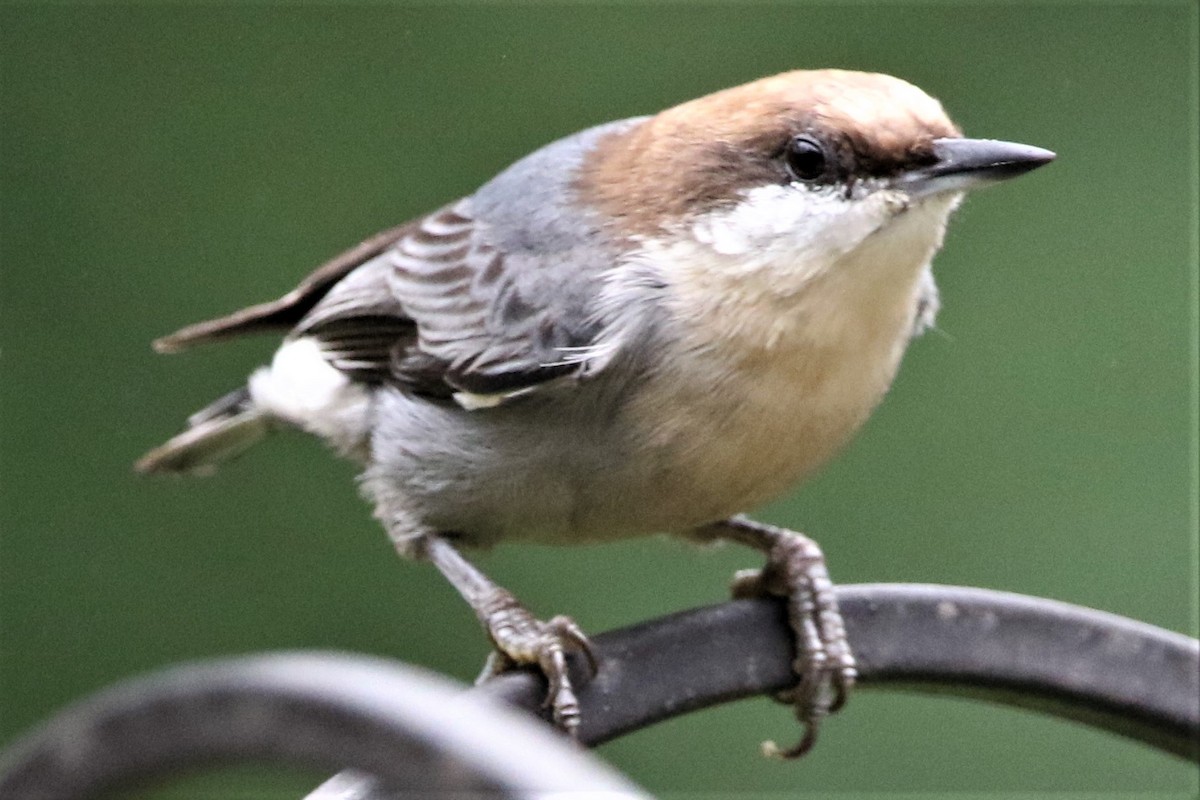 Brown-headed Nuthatch - ML270822901