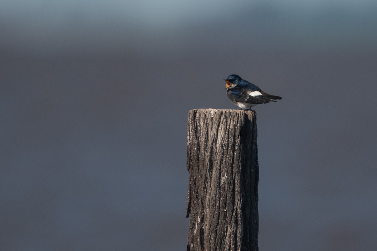 Chilean Swallow - ML270822971