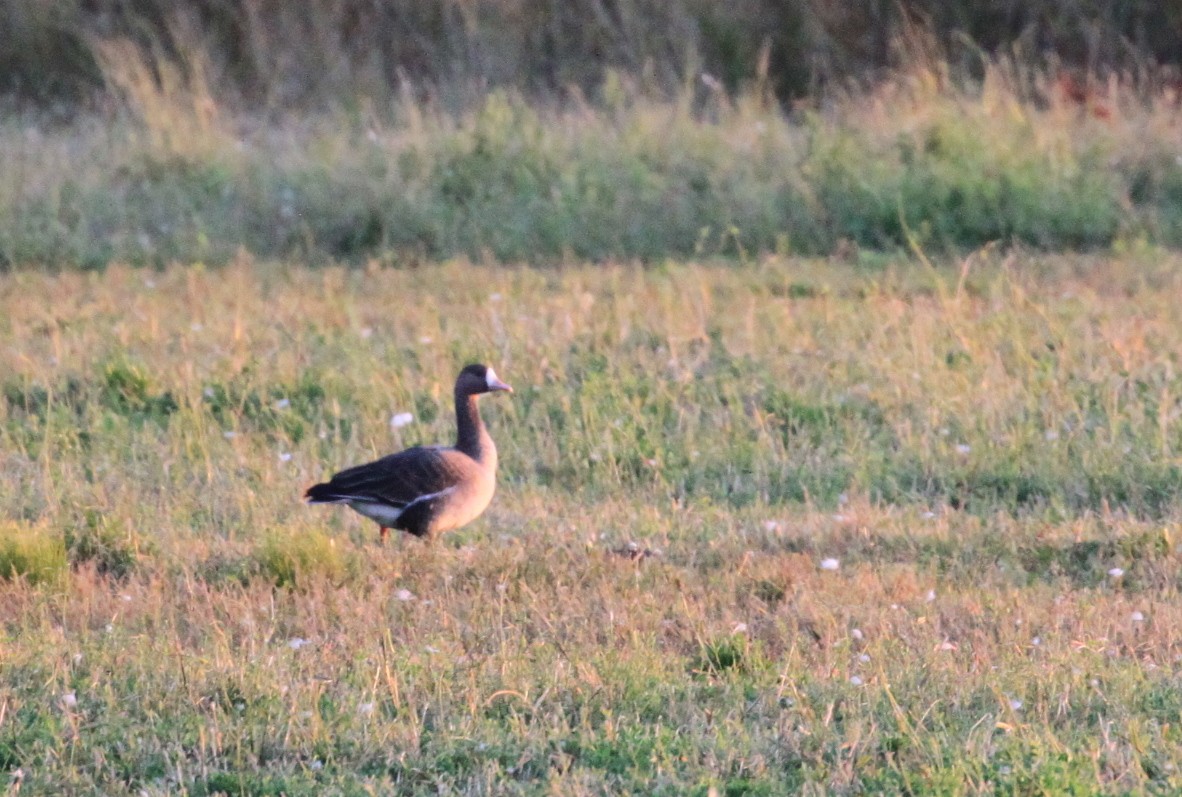 Greater White-fronted Goose - ML270823131