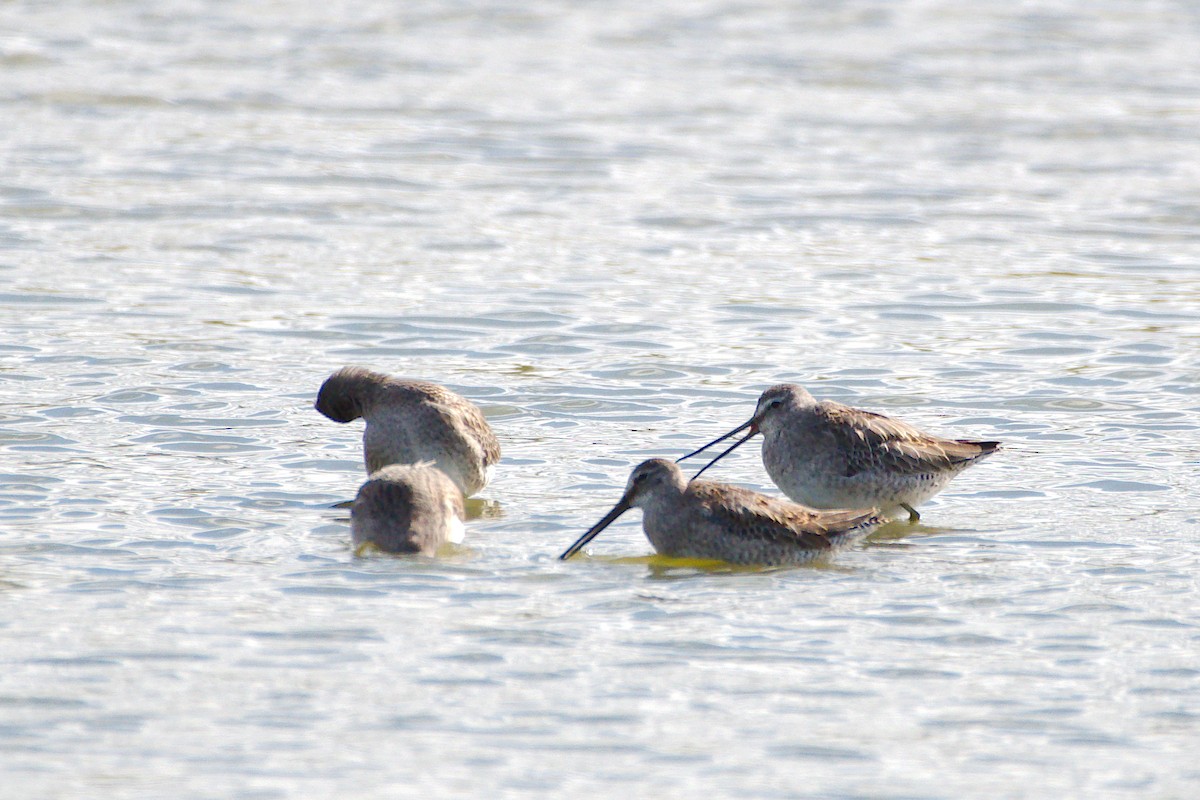 Long-billed Dowitcher - ML270823141