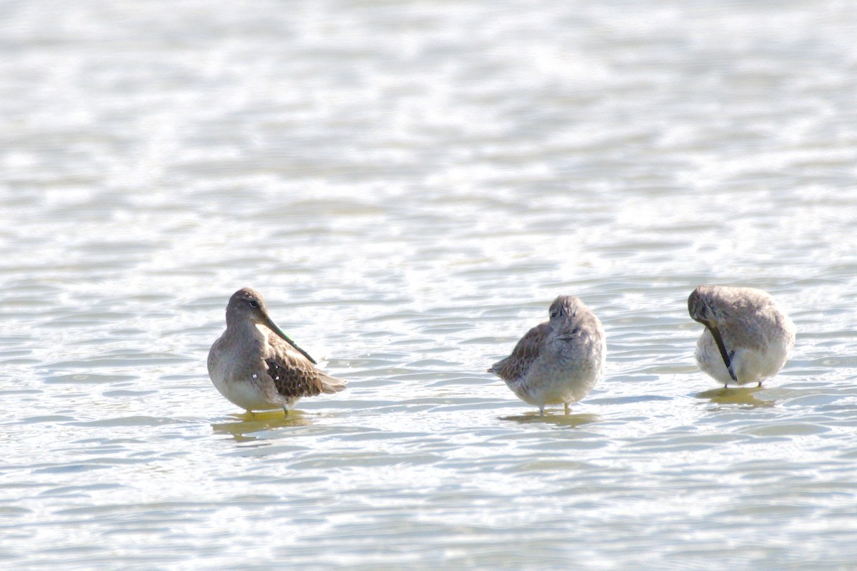 Long-billed Dowitcher - ML270823251