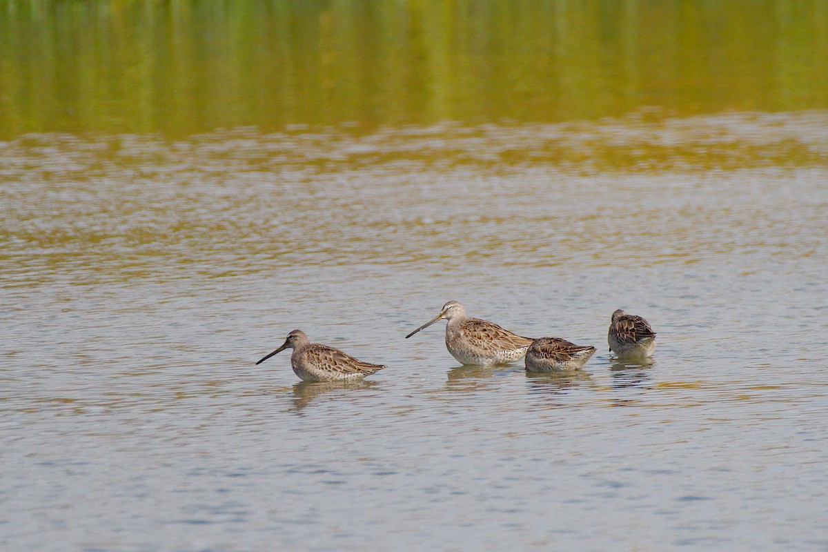 Long-billed Dowitcher - ML270823511