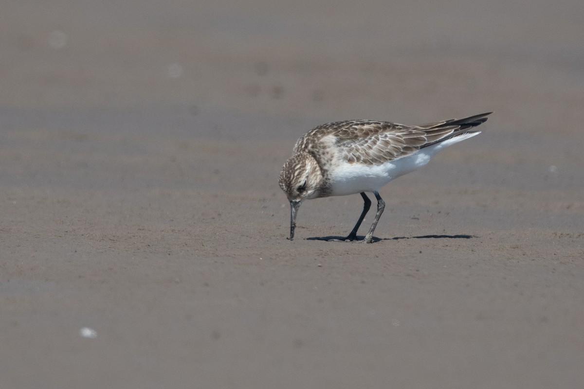 Baird's Sandpiper - ML270823621