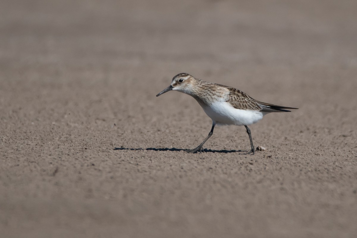 Baird's Sandpiper - Pablo Re