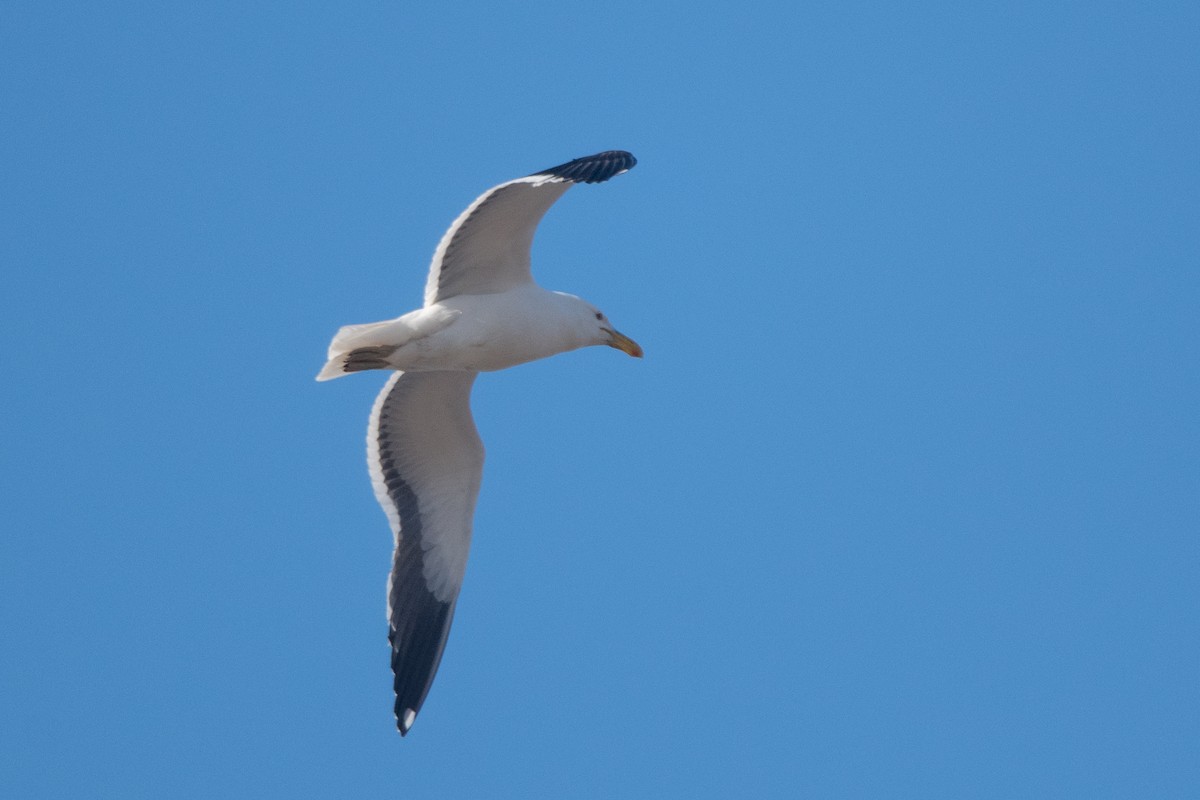 Kelp Gull - ML270823751