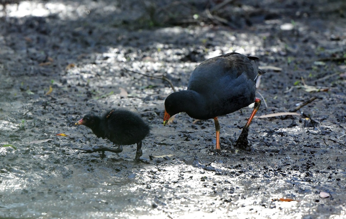 Dusky Moorhen - ML270824541