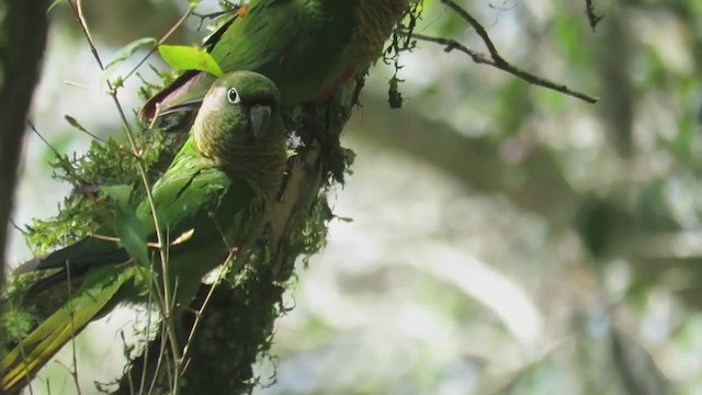 ウロコメキシコインコ - ML270824911