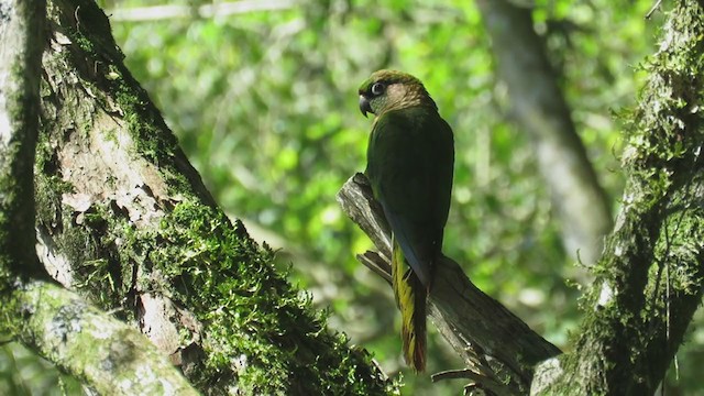 ウロコメキシコインコ - ML270825101